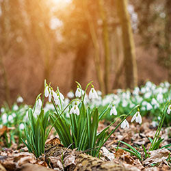 March 2025 Tax Update and Planning Strategies MicroCast - 1 Hour CPE