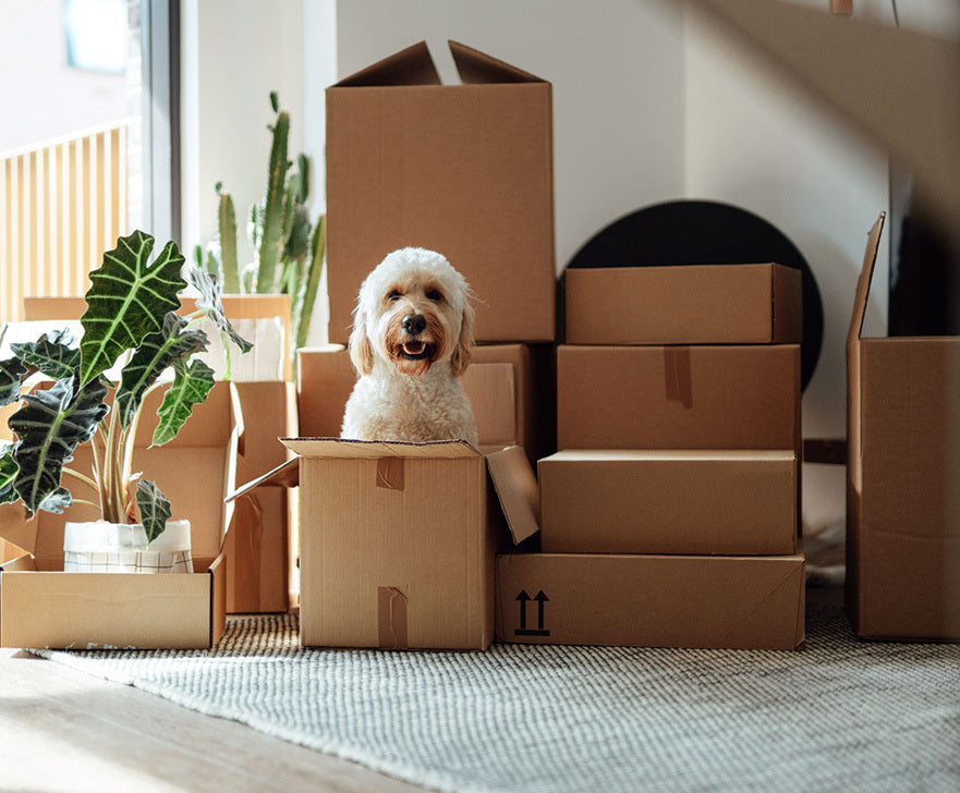 Understanding Domicile for Tax Purposes - 0.2 CPE